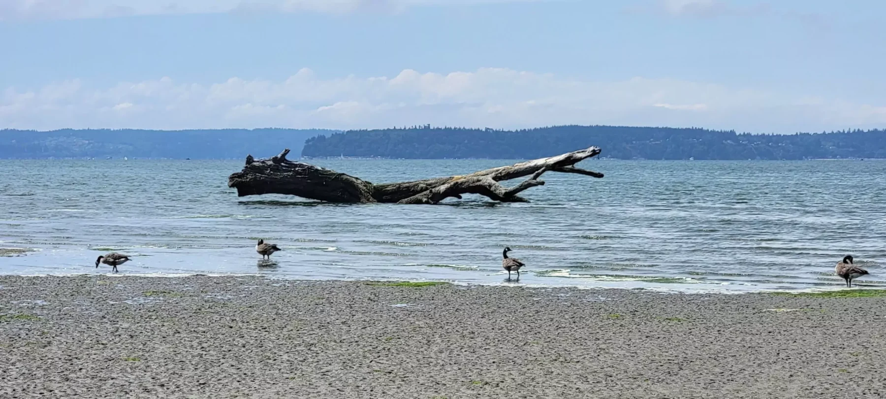 view of the water from the beach, with geese standing in the water and large driftwood floating away from shore